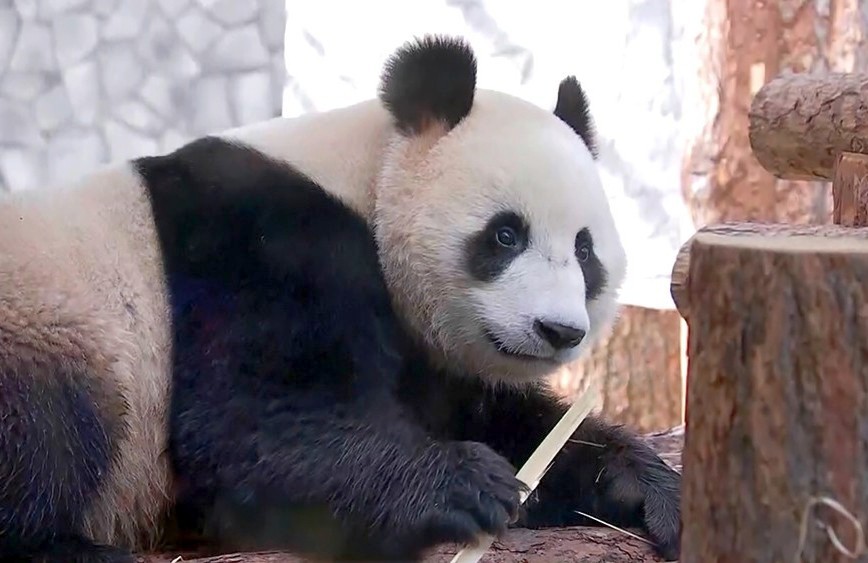 "Московские каникулы с посещением ШОУ ФЕЙЕРВЕРКОВ"