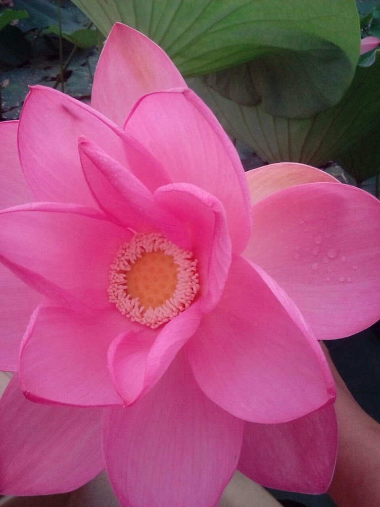 "Лотосовые поля" Озеро Баскунчак–Астрахань–Лотосовые поля. от 13 700 р